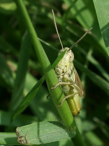 Ortotteri: Euchorthippus declivus e Omocestus rufipes