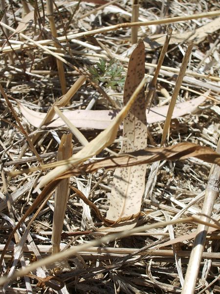 Neanide di Acrida cfr. ungarica (Acrididae)