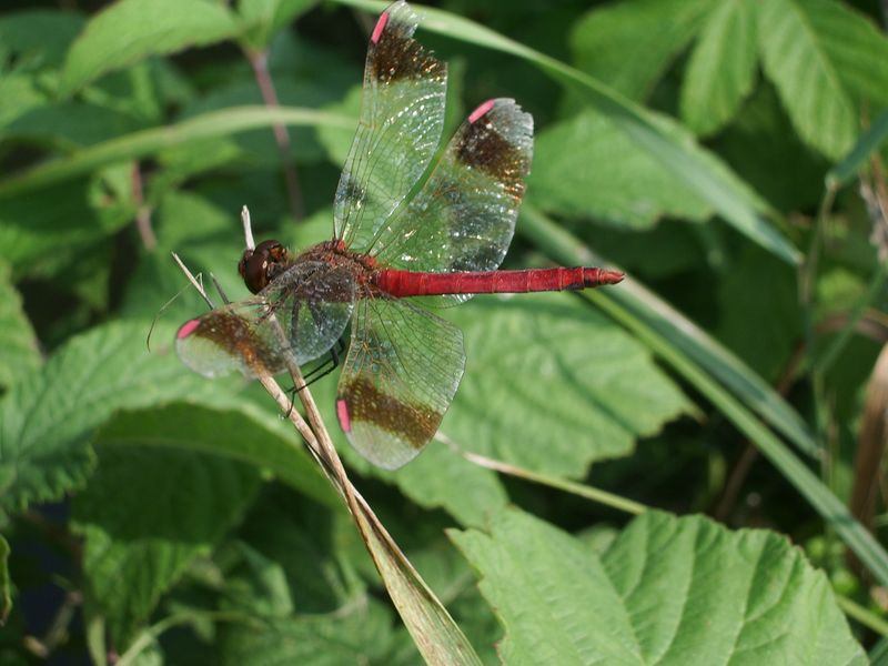 Sympetrum pedemontanum