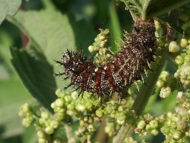 Bruco di Vanessa atalanta