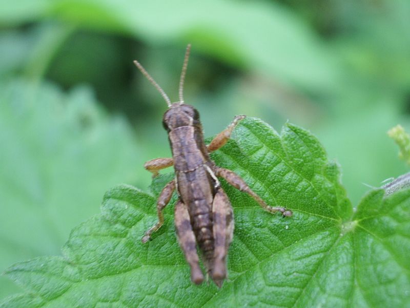 Pezotettix giornae e Euchorthippus declivus