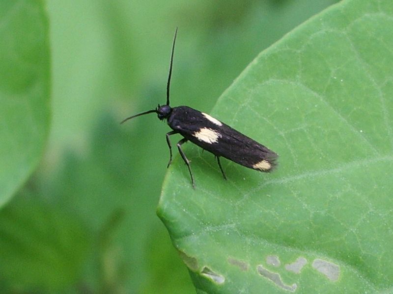 Dovrebbe essere un coleottero da identificare