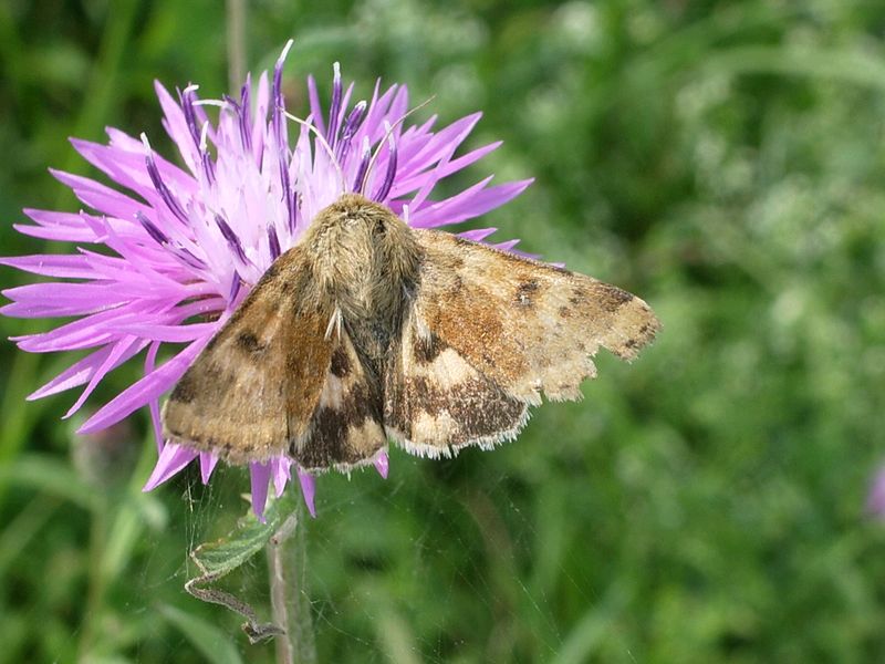 Heliothis viriplaca