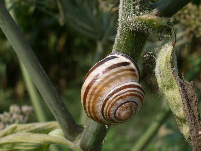 Bella lumaca da identificare