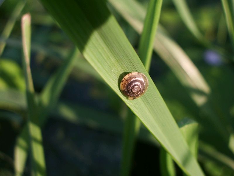 Chiocciolina da identificare