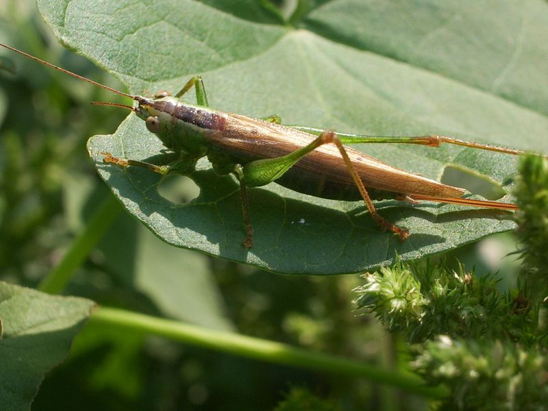 Conocephalus discolor (Conocephalidae)