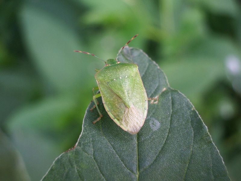 Heteroptera da determinare: Nezara adulta