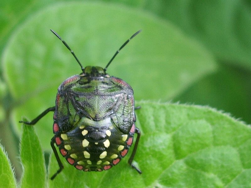 Heteroptera da identificare: giovani di Nezara