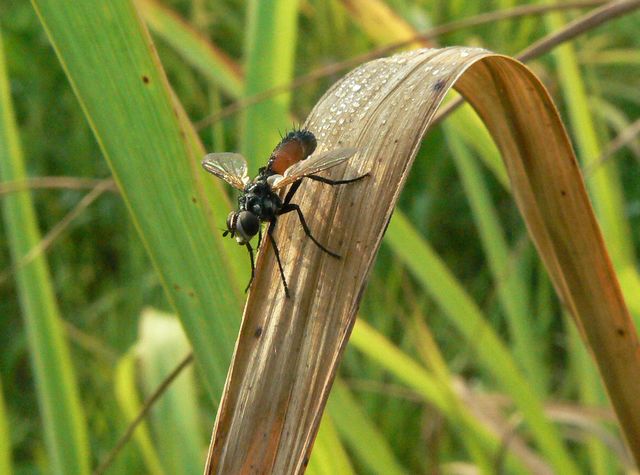 Diptero da identificare