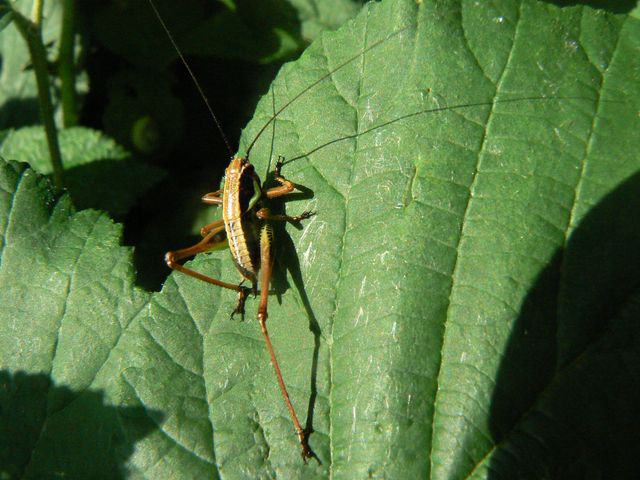 Ortotteri