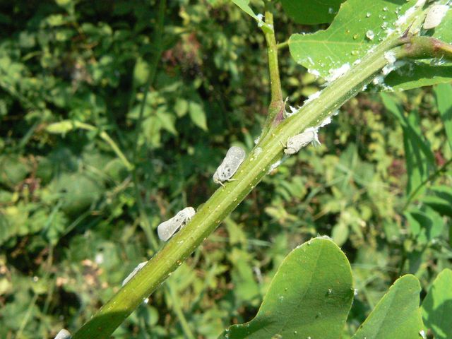 Metcalfa pruinosa