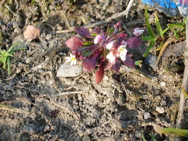 Erophila verna / Draba primaverile