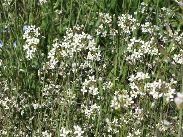 Arabidopsis thaliana / Arabetta comune