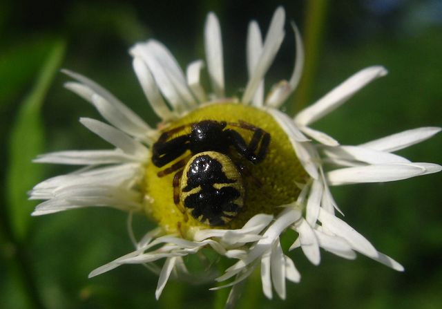 Due ragnetti da identificare: Synaema globosum e Pisaura sp.