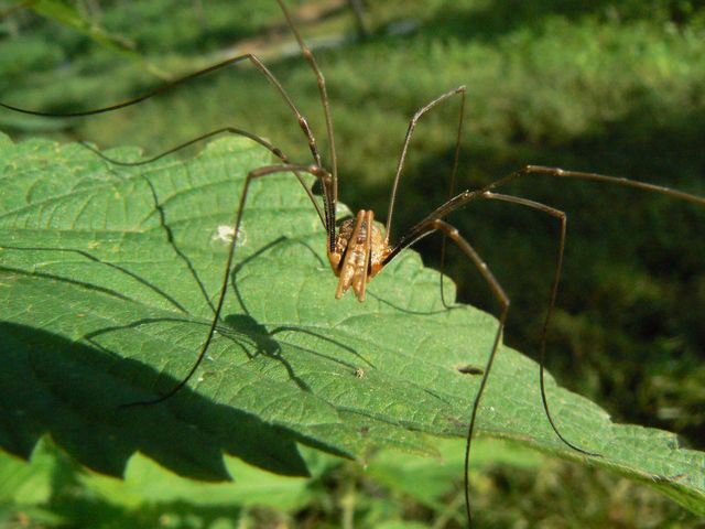 Mitopus morio - Opilionide ? (senza dati)