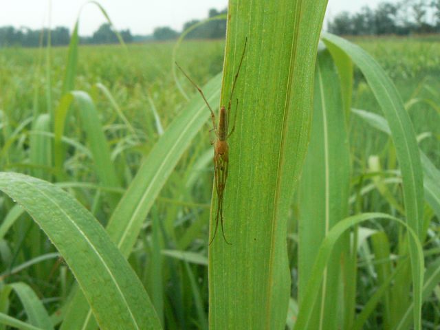 Tetragnatha sp.