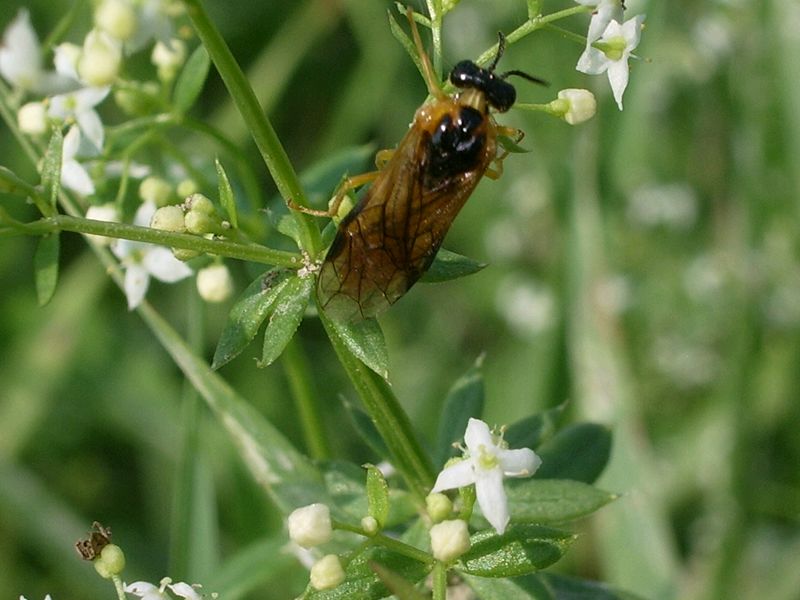 Imenotteri da identificare