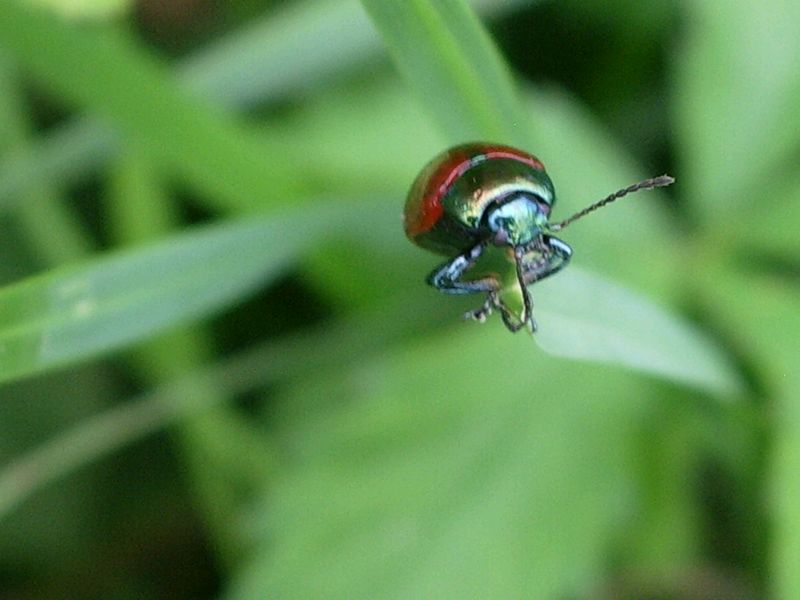 Conferma  di Chrysomela populi - Chrysomelidae