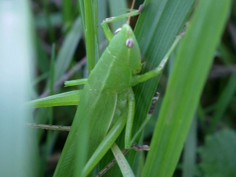 Ruspolia nitidula