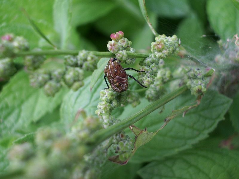 Ninfa di Carpocoris
