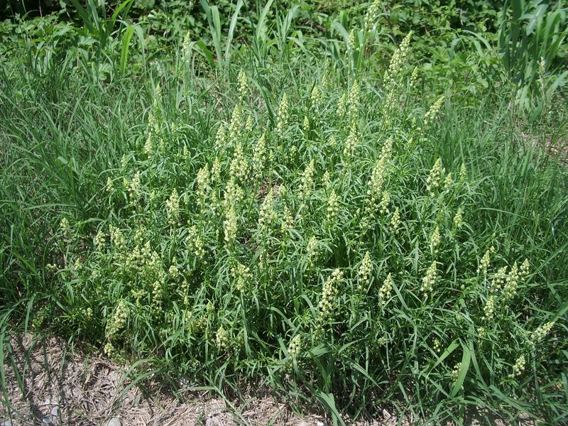 Reseda lutea / Reseda comune