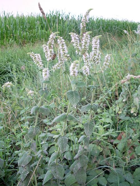 Menta spicata