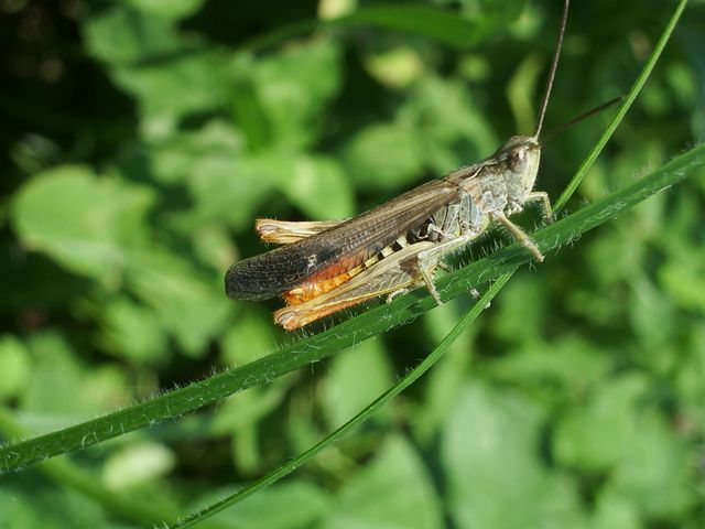 Chorthippus (Glyptobothrus) sp. (Orthoptera)