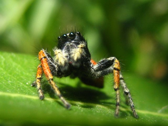 Araniella, Philaeus, Dolomeses, Araneus