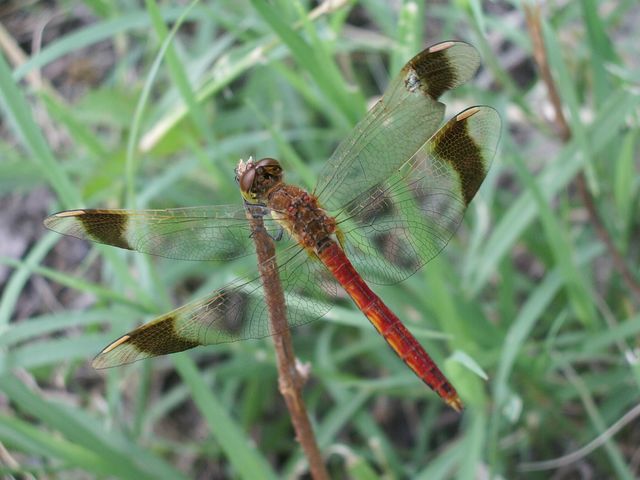 Libellula da determinare - Sympetrum pedemontanum