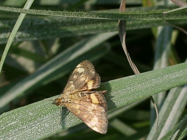 Pyrausta aurata