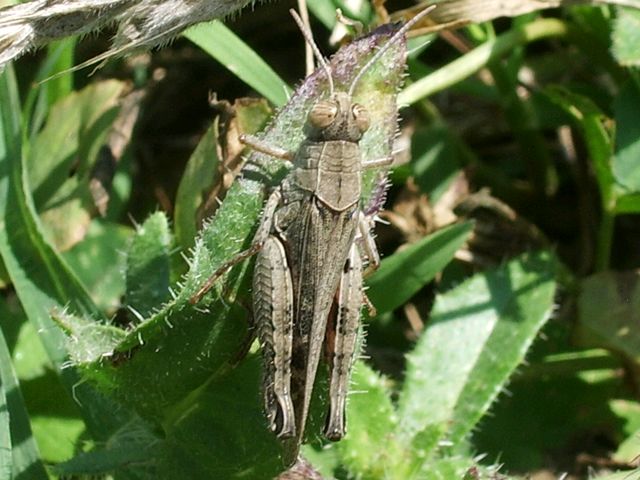 ortottero da determinare: Calliptamus sp. (Acrididae)