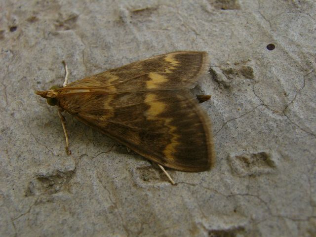 Farfalline da identificare