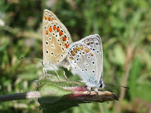 Farfalla Polyommatus icarus ?