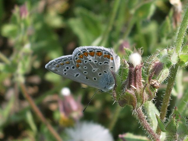 Celastrina argiolus