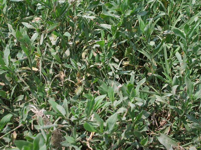 da determinare - Polygonum sp.