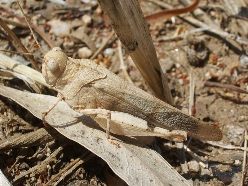 Oedipoda caerulescens (Acrididae)
