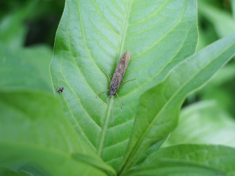 Sericostoma sp.