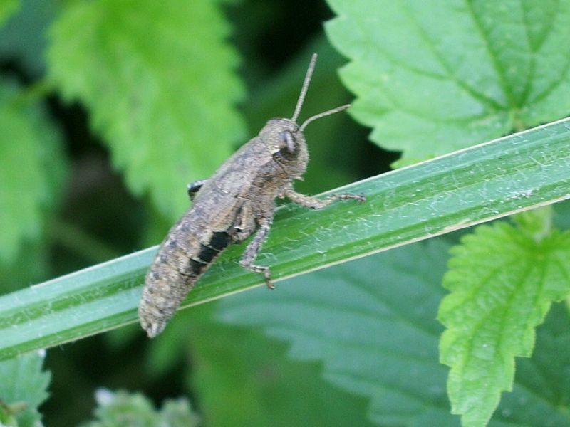 Pezotettix giornai senza zampe posteriori