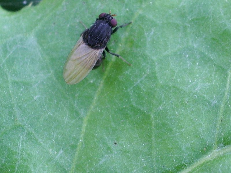 Mosca da identificare