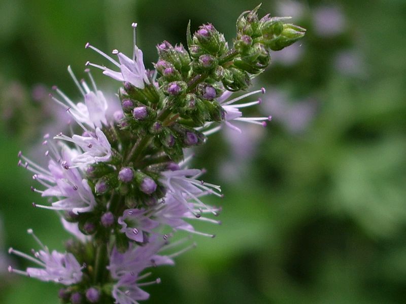 Pianta da determinare - Mentha sp.