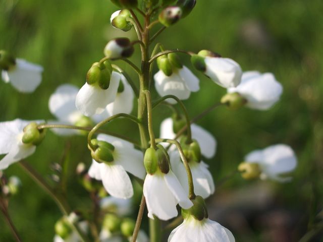 Cardamine pratensis