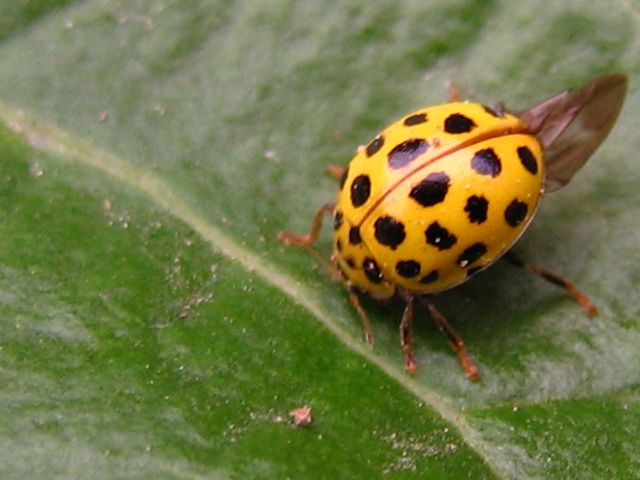 Tre coccinelle da identificare