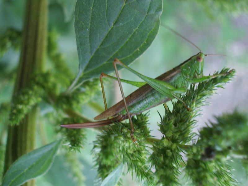 Conocephalus discolor (Conocephalidae)