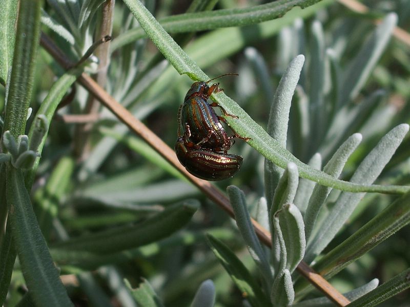 Piccolo coleottero da identificare: Chrysolina americana