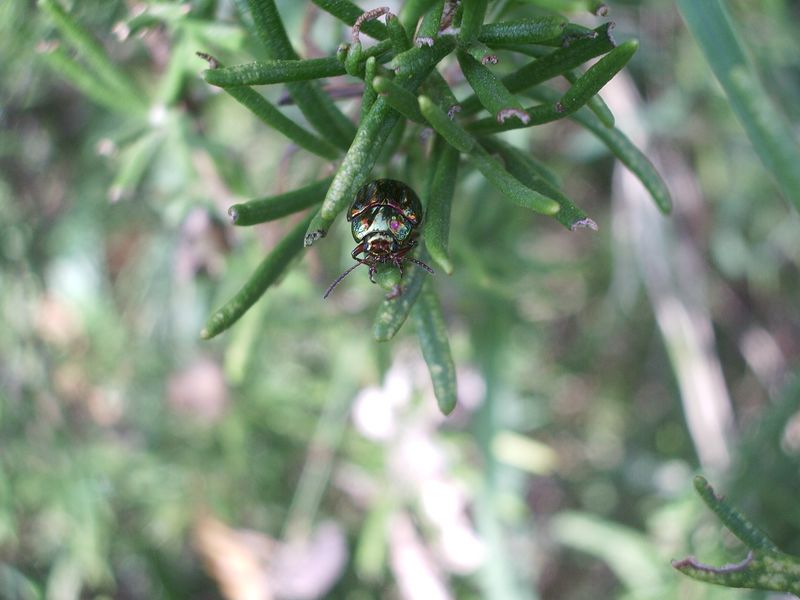 Chrysolina americana