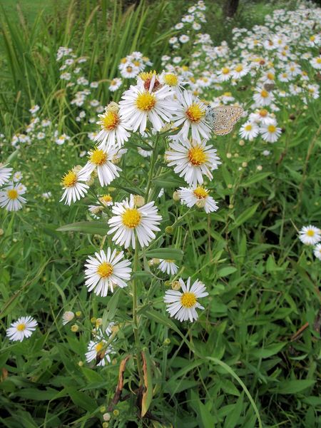 cfr. Aster novi-belgi