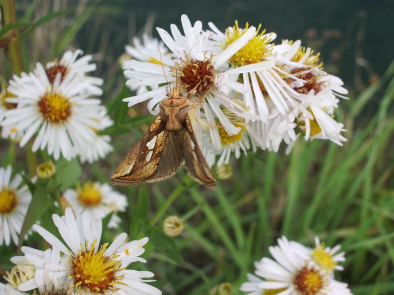 Macdunnoughia confusa e Plusia festucae (Noctuidae)