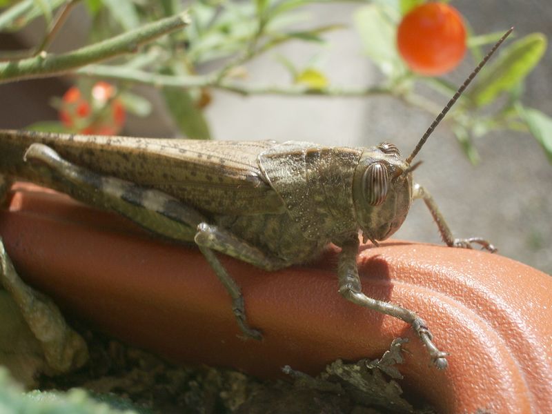 Anacridium aegyptium