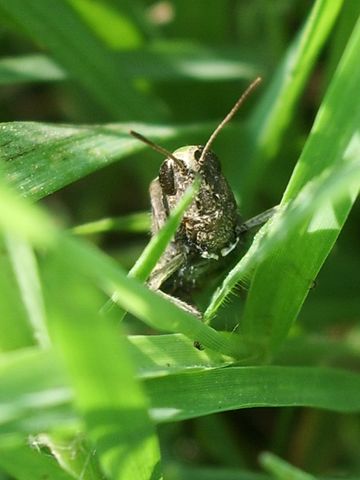 Chorthippus (Glyptobothrus) sp. (Orthoptera)