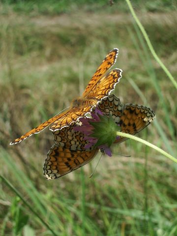 Melitaea phoebe